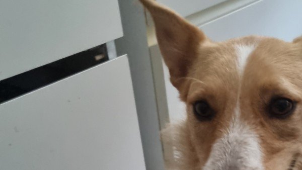 Nali