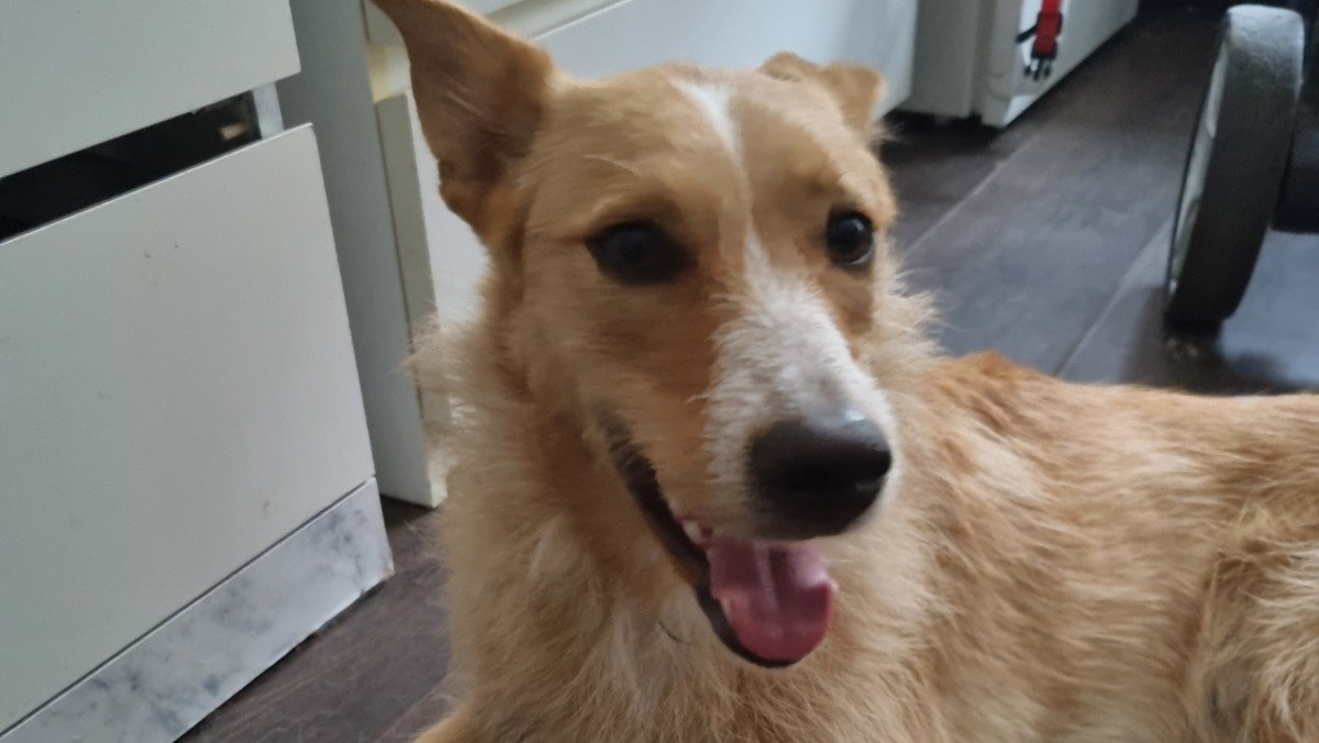 Nali