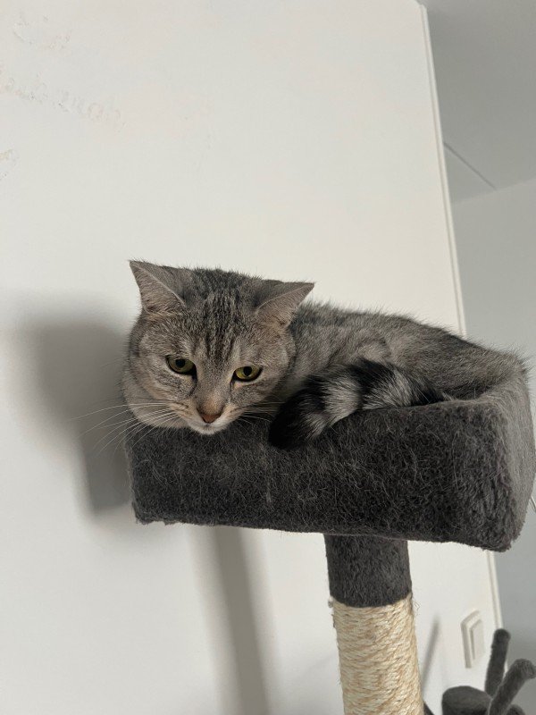 Lulu