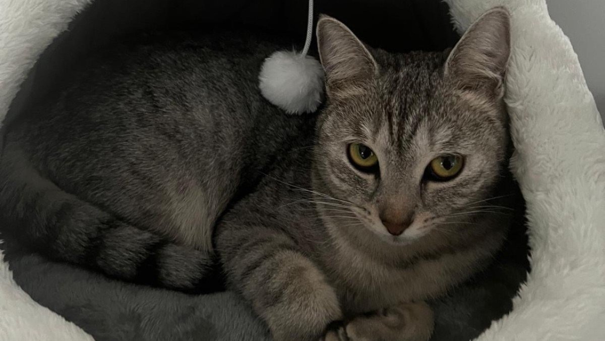 Lulu