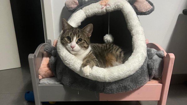 Sokka