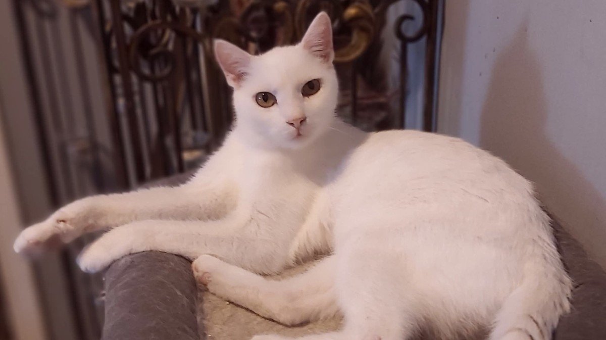 Olaf