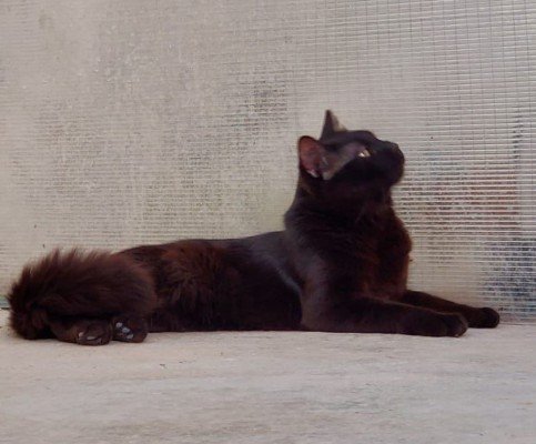 Negri