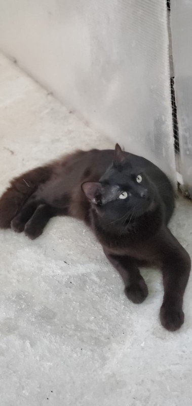 Negri