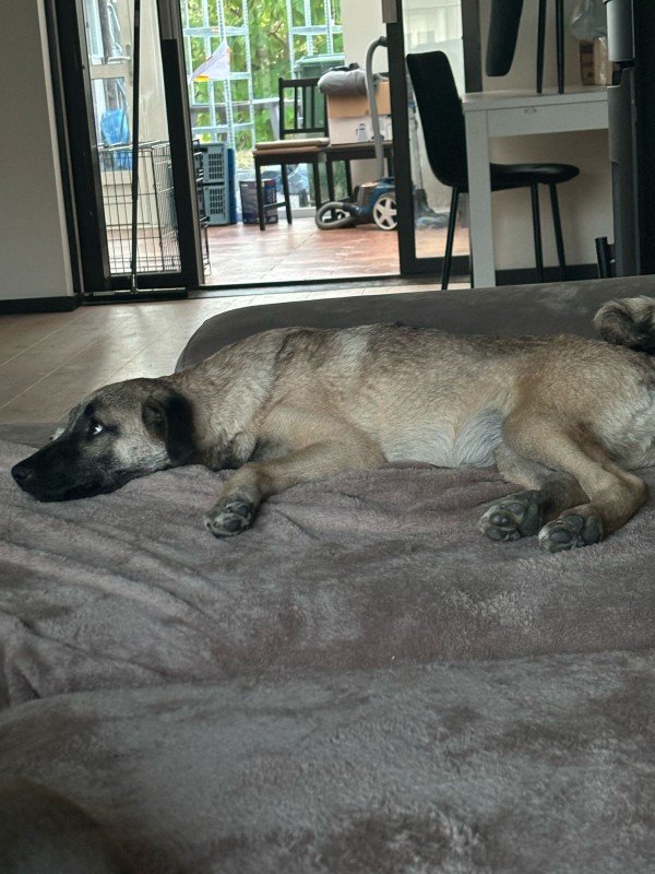 Mala