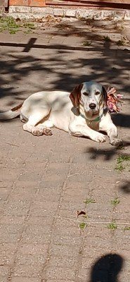 Della