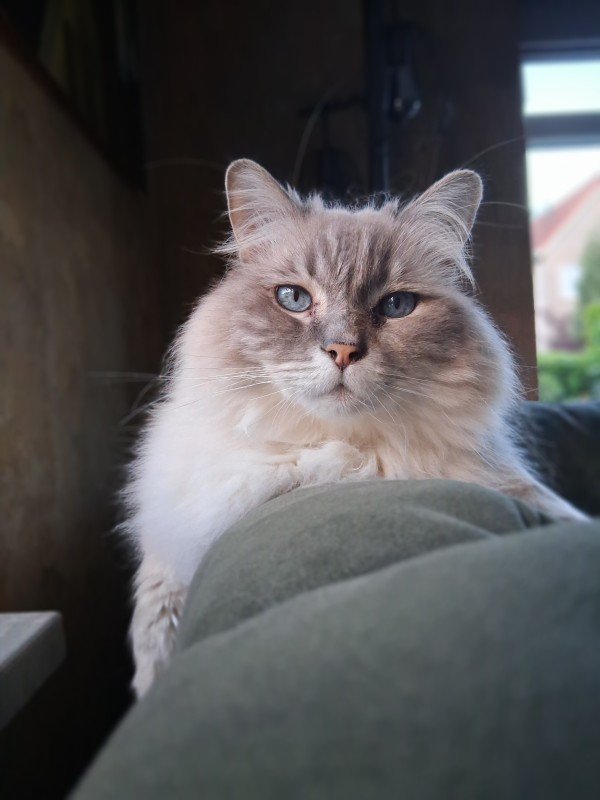 Dexter