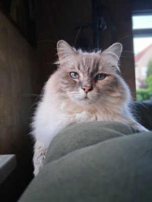 Dexter
