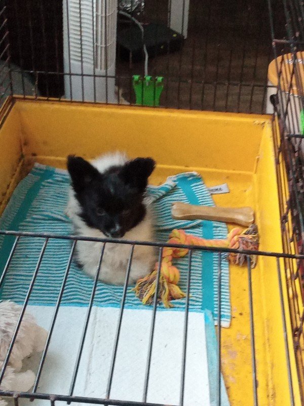 Beau