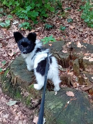 Beau
