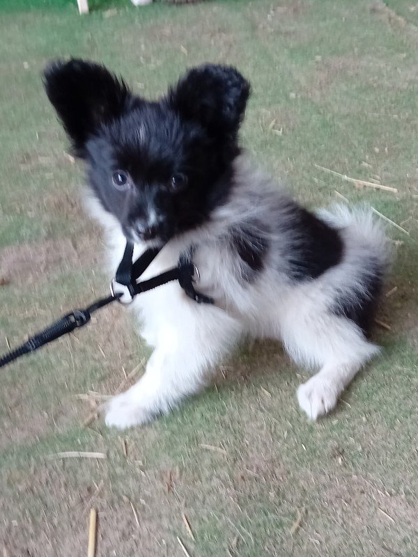 Beau