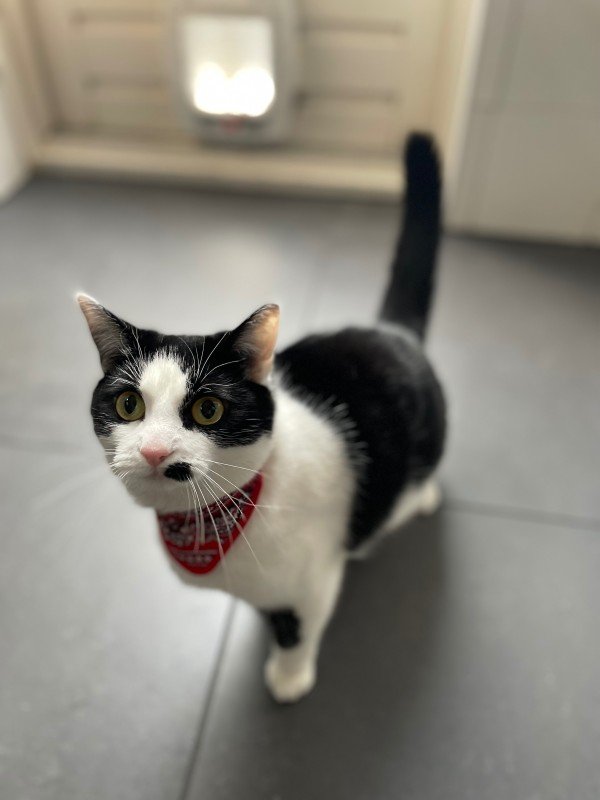 Cato
