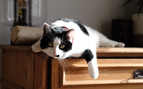 Cato