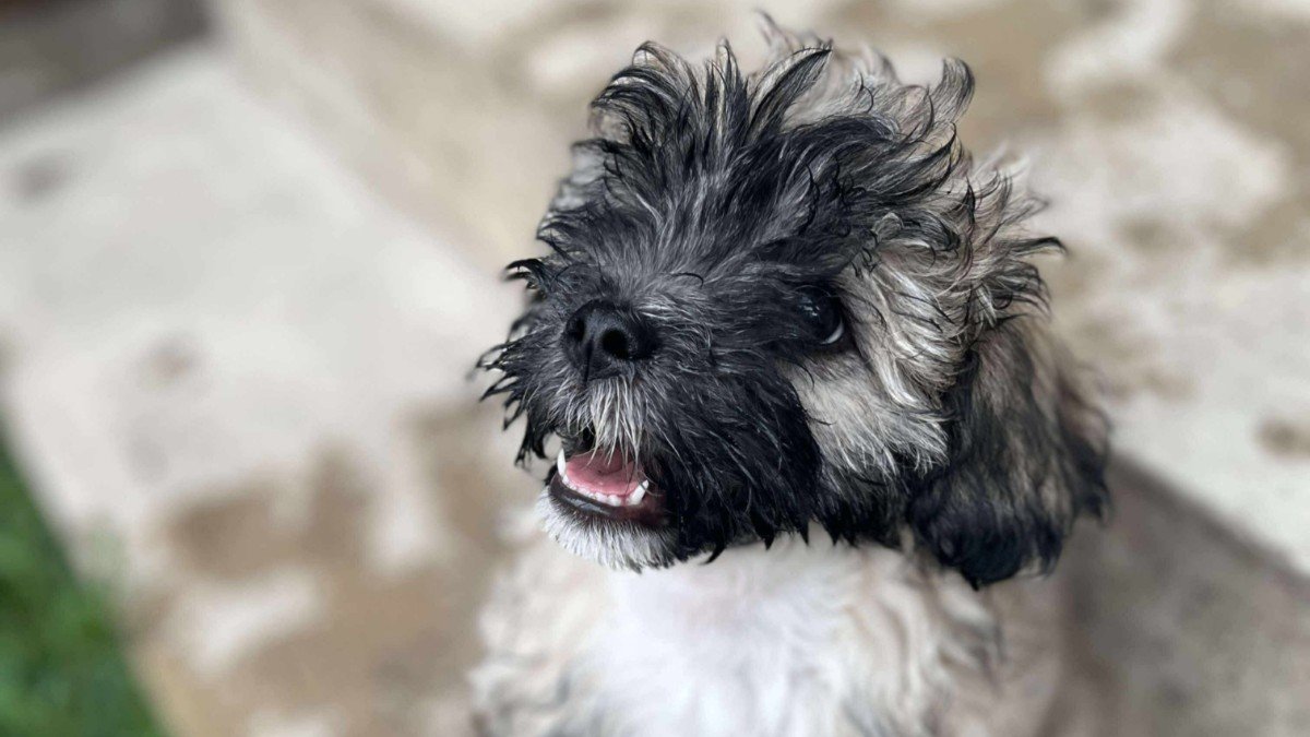 Koda