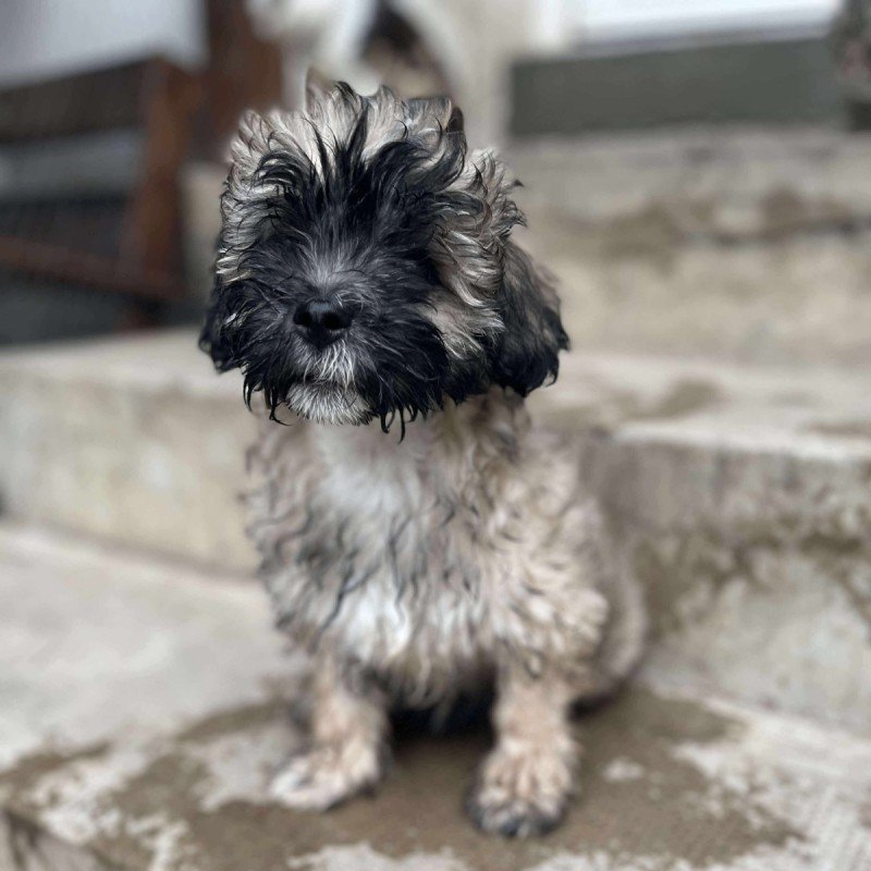 Koda