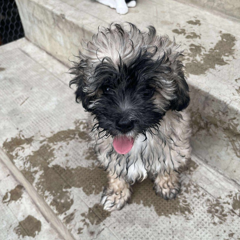 Koda