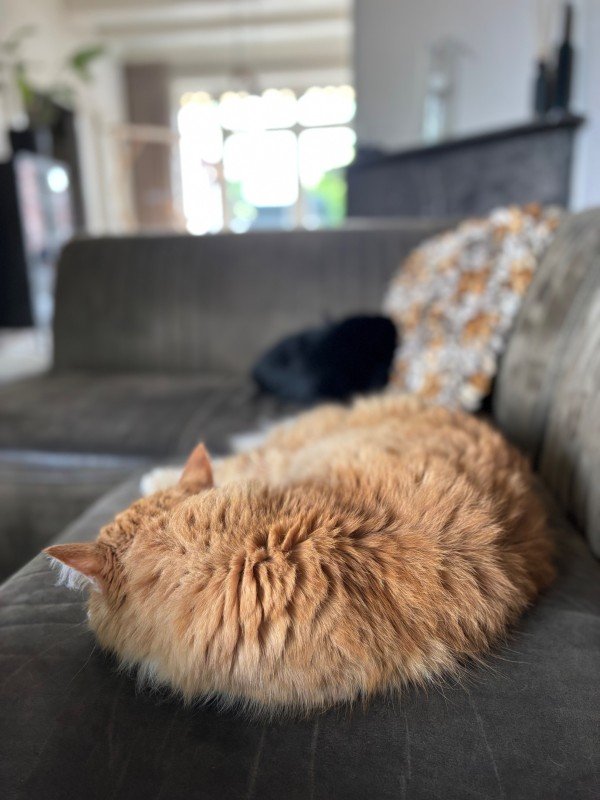 Benji