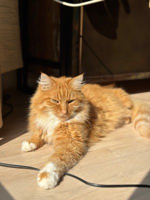 Benji