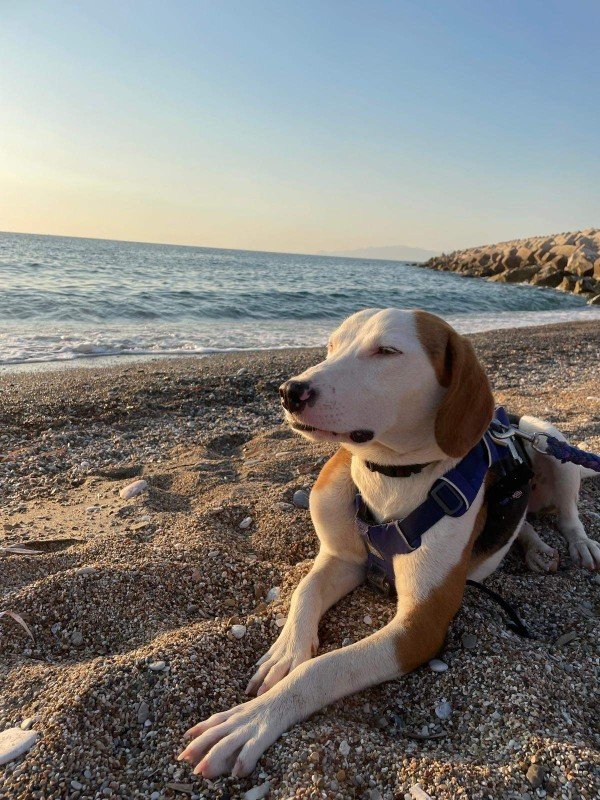 Ringo