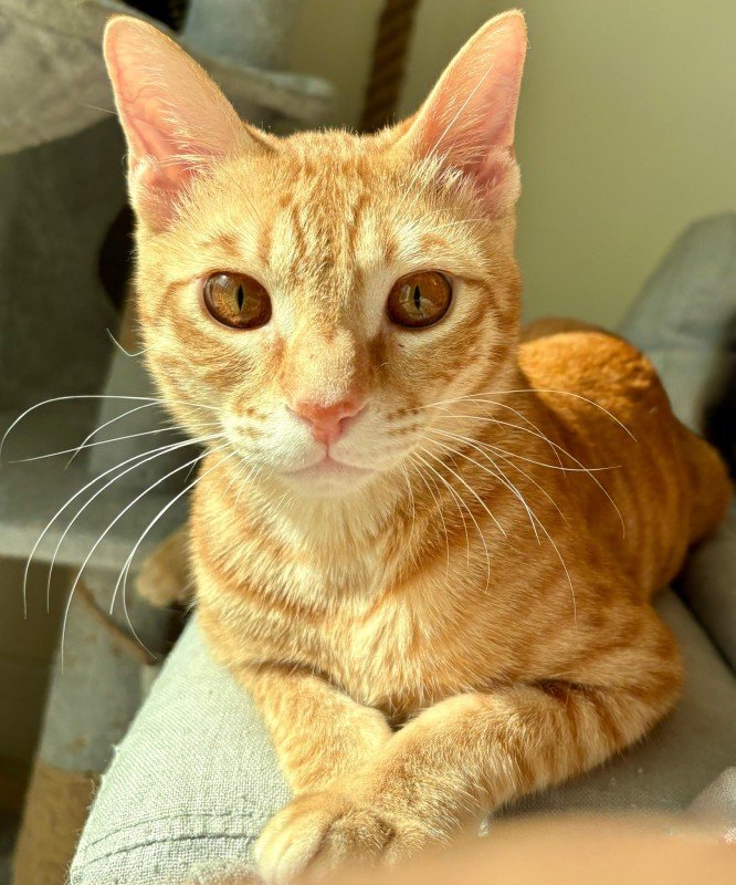 Alfie
