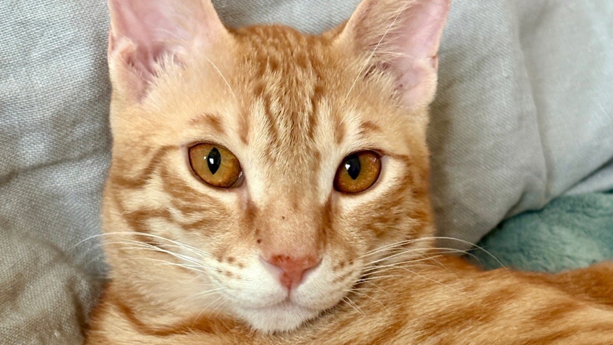Alfie