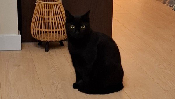 Frankie