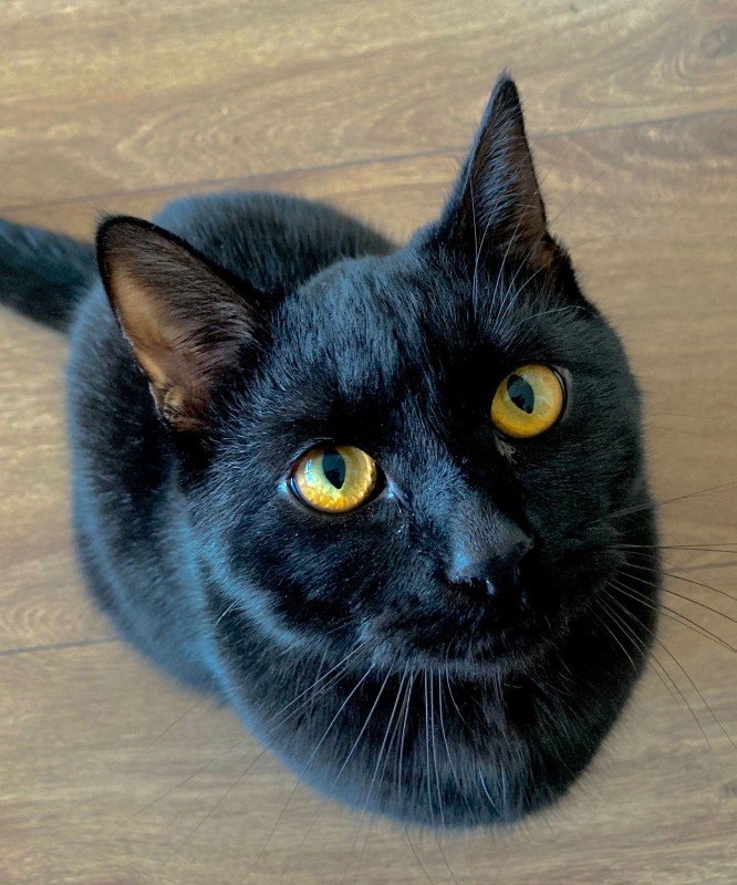 Frankie