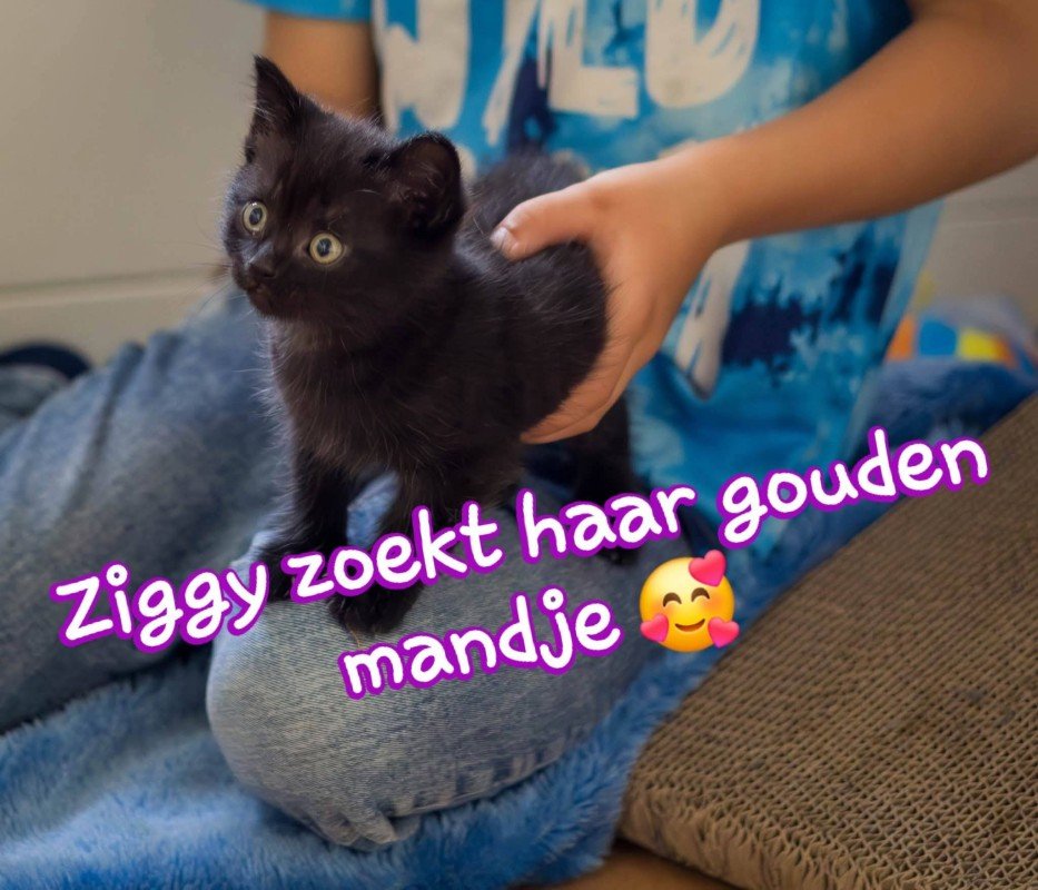 Ziggy