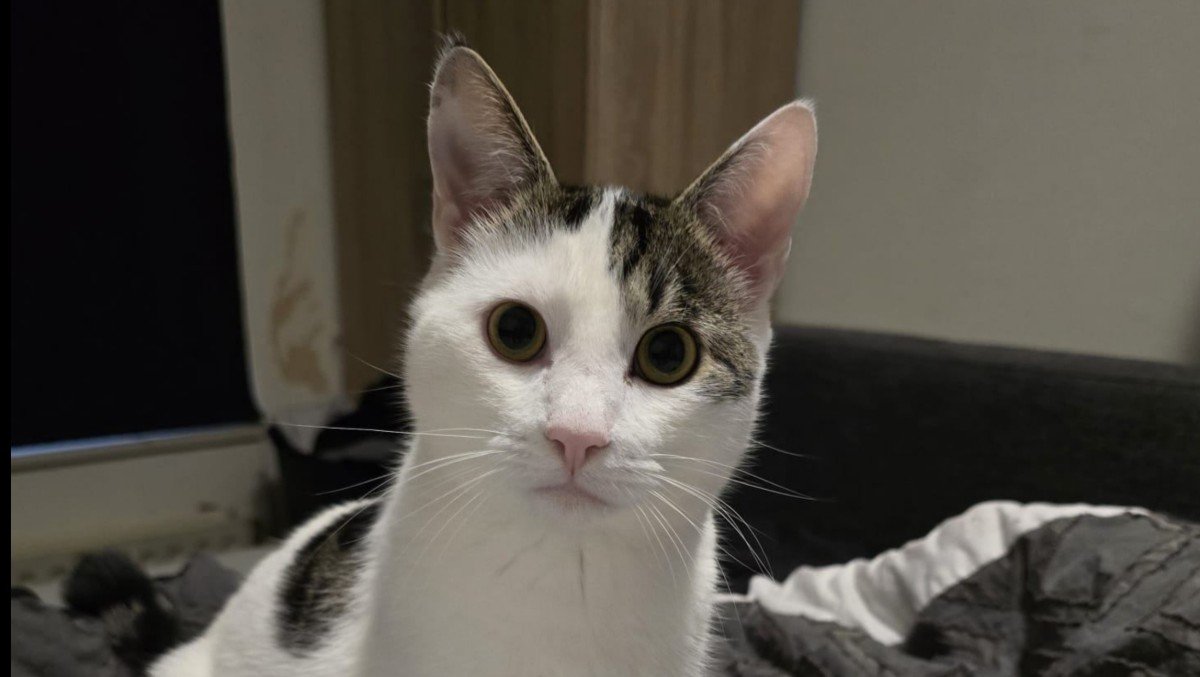 Bowie