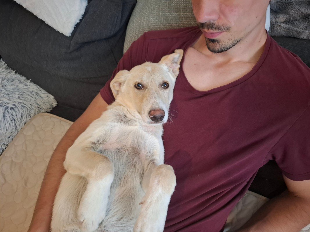 Bambi