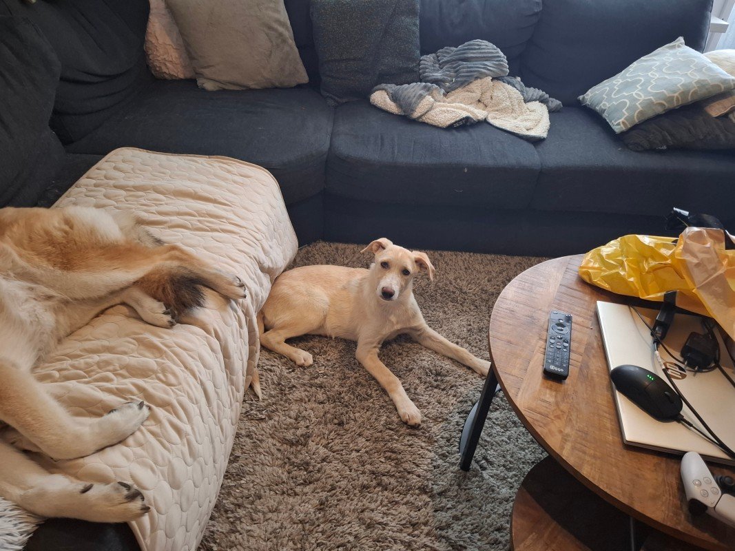 Bambi