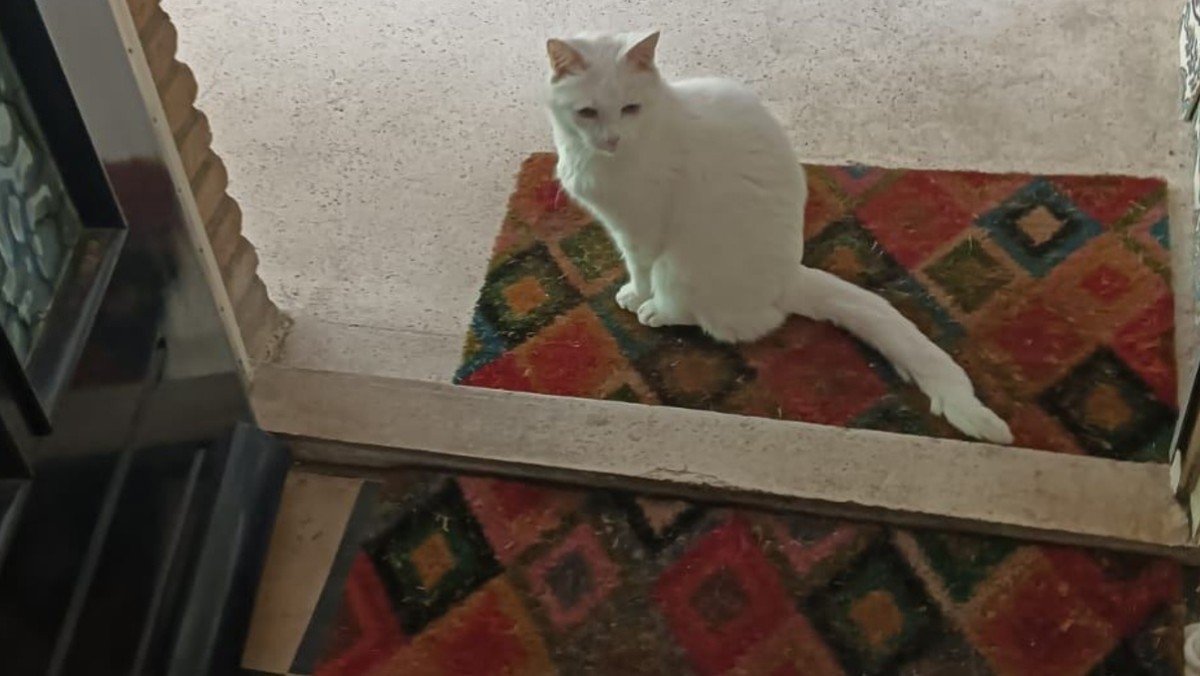 Jonas