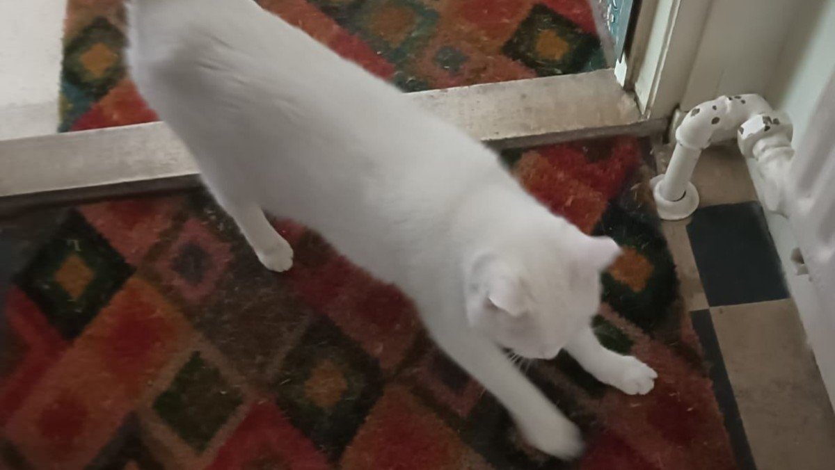 Jonas