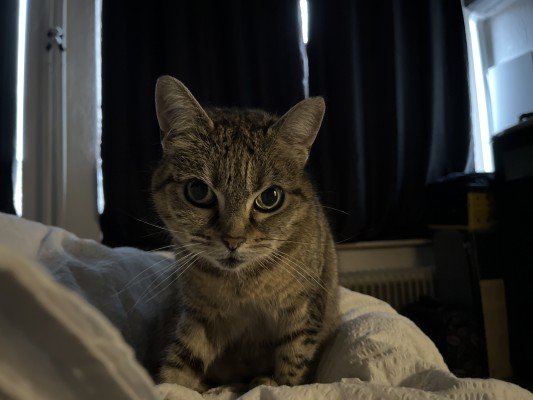 *SPOED* Gwen