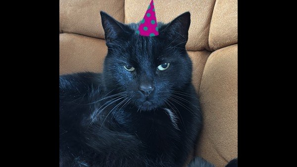 Jari/Zwarte poes