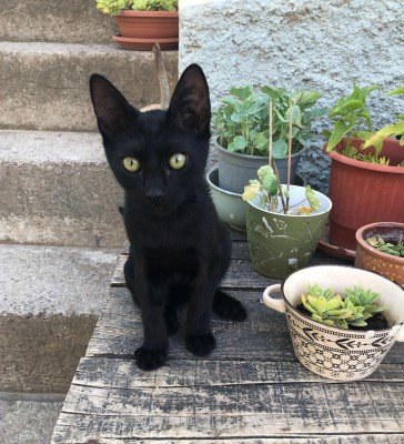 Simon