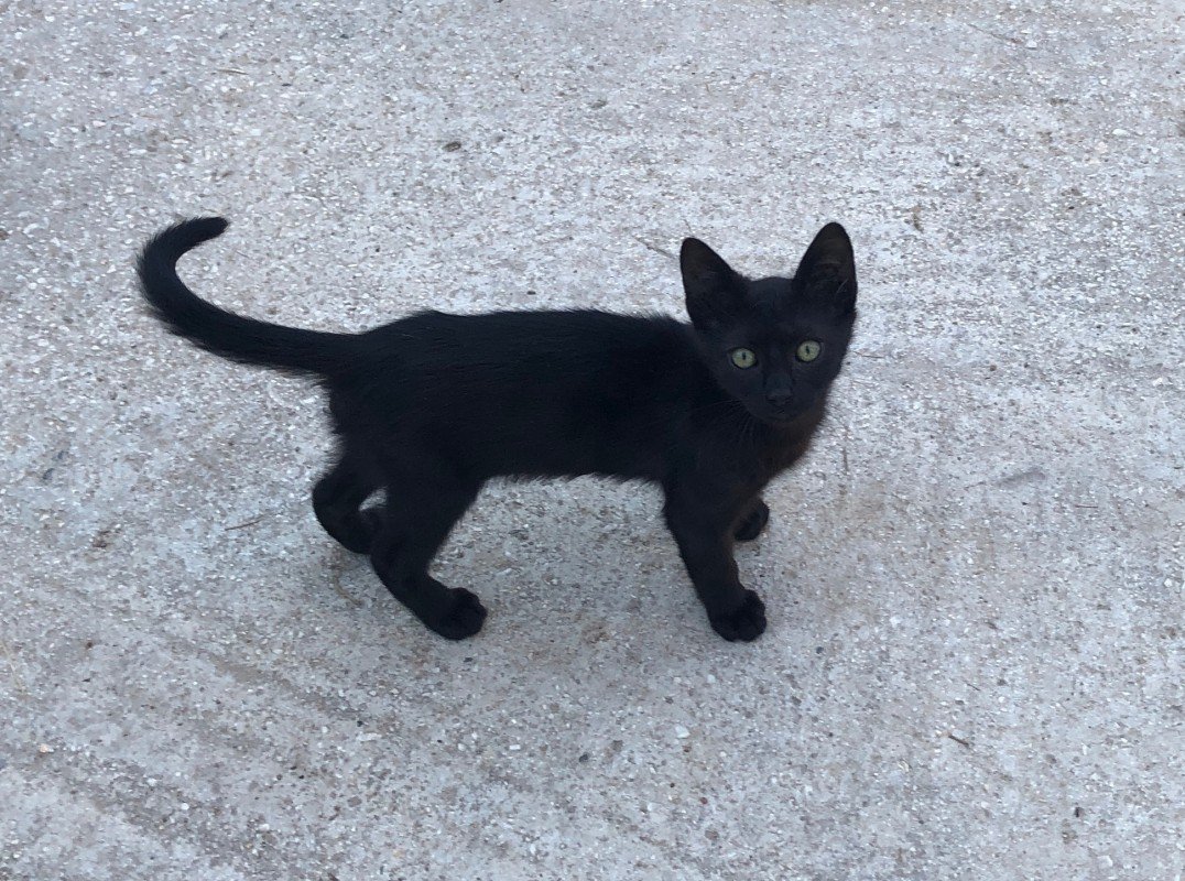 Simon