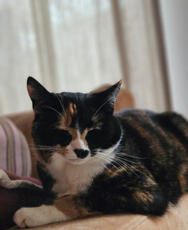 Loesje