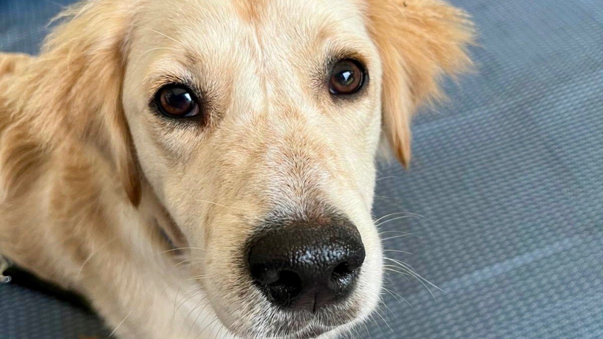 Vito