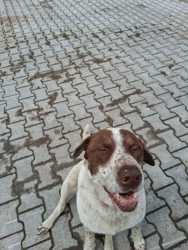 Bella
