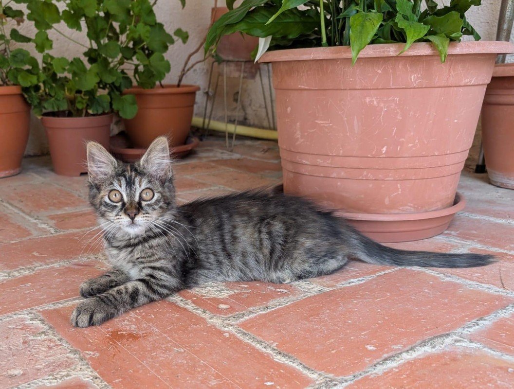 Nina