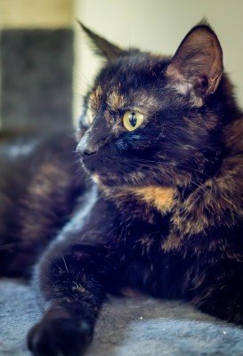 Lilly