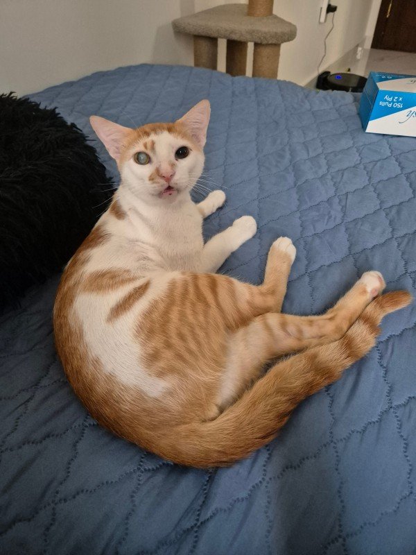 Frankie