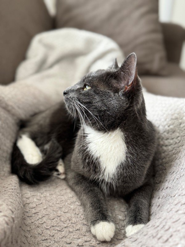 Poes