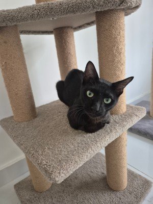 Panther