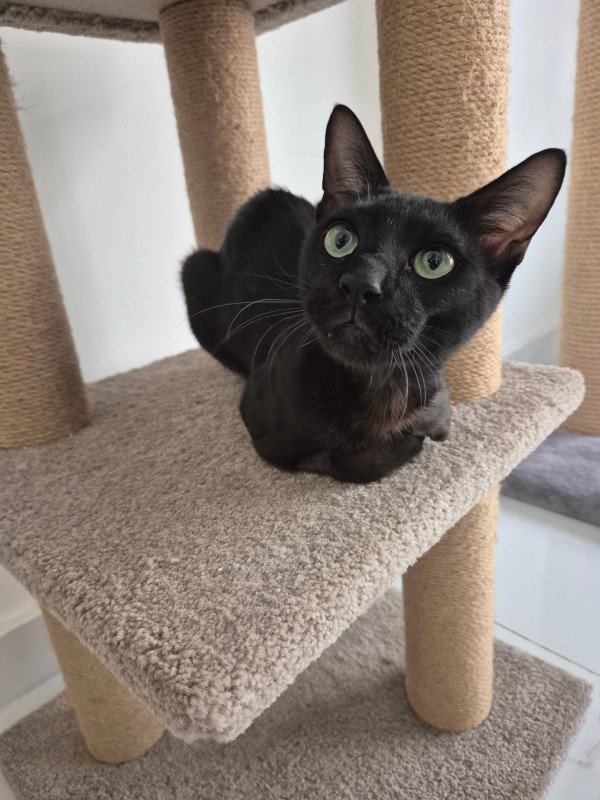 Panther