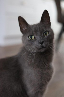 Binkie