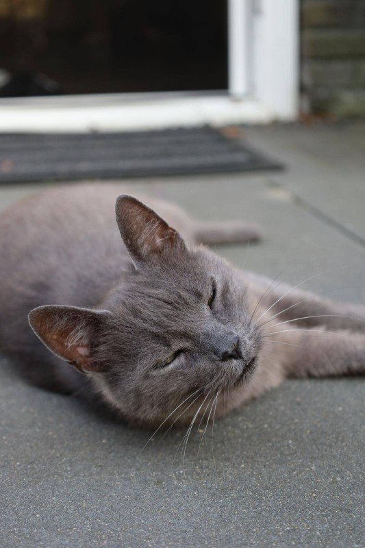 Binkie