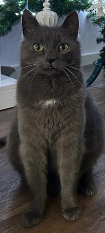Binkie