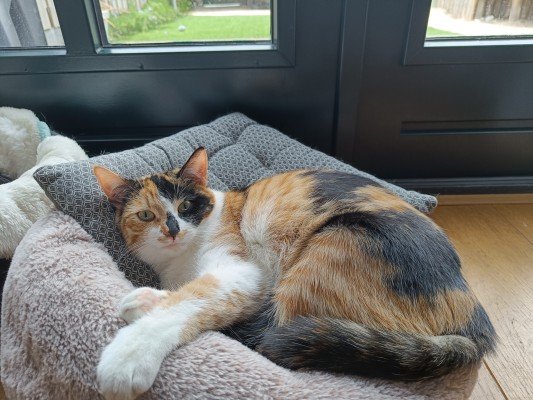 Maya